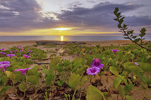 mar, alba, cel, posta de sol, platja, núvols, vespre, flor, illa, fulles, oceà, plantes, reflexió, paisatge marí, vora del mar, sortida del sol, aigua, bellesa a la natura, planta, escenics - natura, naturalesa, planta amb flors, terra, núvol - cel, tranquil·litat, escena tranquil·la, full, horitzó, part de la planta, horitzó sobre l’aigua, color rosa, cap gent, sol, a l'aire lliure, cap de flor, porpra, 1080P, CC0, domini públic, lliure de regalies