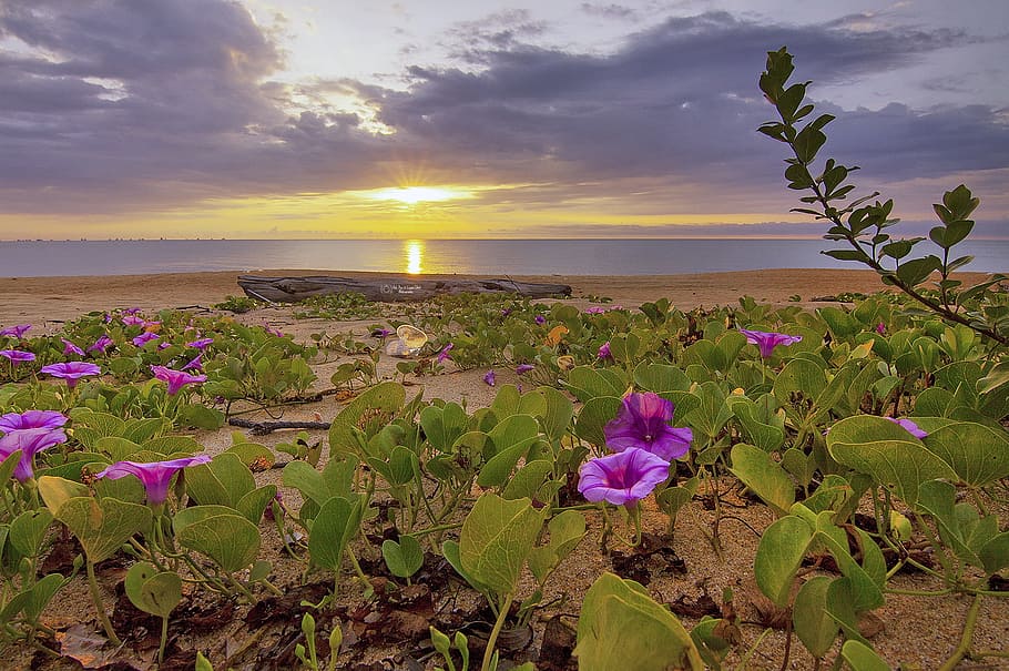 mar, alba, cel, posta de sol, platja, núvols, vespre, flor, illa, fulles, oceà, plantes, reflexió, paisatge marí, vora del mar, sortida del sol, aigua, bellesa a la natura, planta, escenics - natura, naturalesa, planta amb flors, terra, núvol - cel, tranquil·litat, escena tranquil·la, full, horitzó, part de la planta, horitzó sobre l’aigua, color rosa, cap gent, sol, a l'aire lliure, cap de flor, porpra, 1080P