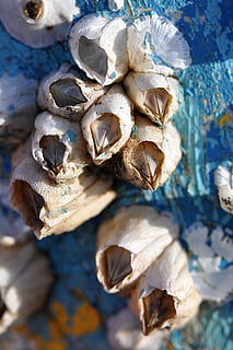 Seepocken, Makro, aqua, Nahansicht, Blau, Cape Cod, Ozean, Leben im Meer, Schaltier, Bootsboden, Strand, Küste, Essen und Trinken, keine Leute, Vollbild, Lebensmittel, gesundes Essen, Frische, Stillleben, selektiver Fokus, Tag, Natur, High Angle View, draußen, Fülle, Wohlbefinden, Obst, Pflanze, trocken, große gruppe von gegenständen, 4K, CC0, gemeinfrei, lizenzfrei