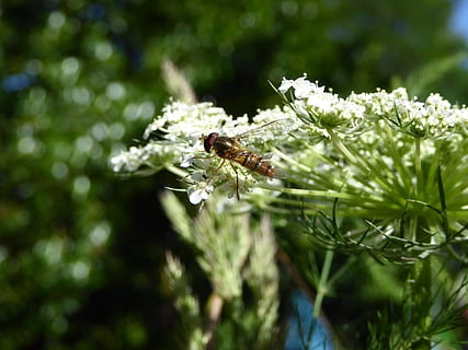 insecto, volar, abeja, las flores, ala, macro, animales, cerrar, naturaleza, hoja, insecto volador, fotografía de vida silvestre, planta, macro de insectos, jardín, criatura, mundo animal, Vespe, forma de floración, verano, Weis, blanco, prado, hierba de los prados, prado de flores, prado de hierbas, paisaje, flor de la naturaleza, natural, hermoso, flor, hierba de eneldo, flora, un animal, animales en la naturaleza, temas de animales, fauna animal, invertebrado, animal, de cerca, crecimiento, belleza en la naturaleza, color verde, planta floreciendo, día, fragilidad, nadie, frescura, enfoque selectivo, al aire libre, polinización, cabeza de flor, 2K, CC0, dominio público, libre de derechos