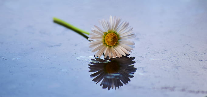 daisy, blomst, flor, gul, hvid, tausendschön, lille daisy, m p, kompositter, harbinger af foråret, lægeplante, helbrede, mad plante, foderplante, gæs blomst, spejling, Krydderurt, have, blomstrende plante, friskhed, skrøbelighed, blomsterhoved, plante, sårbarhed, blomsterstand, skønhed i naturen, kronblad, tæt på, natur, vand, vækst, pollen, ingen mennesker, flydende, hvid farve, udendørs, flyder på vandet, 5K, CC0, offentligt domæne, royaltyfrie