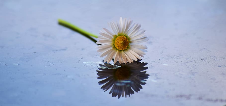 margarida, flor, florir, groc, blanc, tausendschön, petita margarida, m p, composites, precursor de la primavera, planta medicinal, cura, planta d'aliments, Planta forrajera, flor d’oques, duplicació, flors silvestres, jardí, planta amb flors, frescor, fragilitat, cap de flor, planta, vulnerabilitat, inflorescència, bellesa a la natura, pètal, primer pla, naturalesa, aigua, creixement, pol·len, cap gent, flotant, Color blanc, a l'aire lliure, flotant a l'aigua, 5K