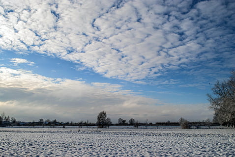 inverno, la neve, cielo, albero, biel, paesaggio, campo, natura, nuvola - cielo, scenics - natura, bellezza nella natura, scena tranquilla, temperatura fredda, pianta, la tranquillità, nessuno, scena non urbana, giorno, ambiente, copertura, terra, all'aperto, 4K, CC0, dominio pubblico, privo di copyright