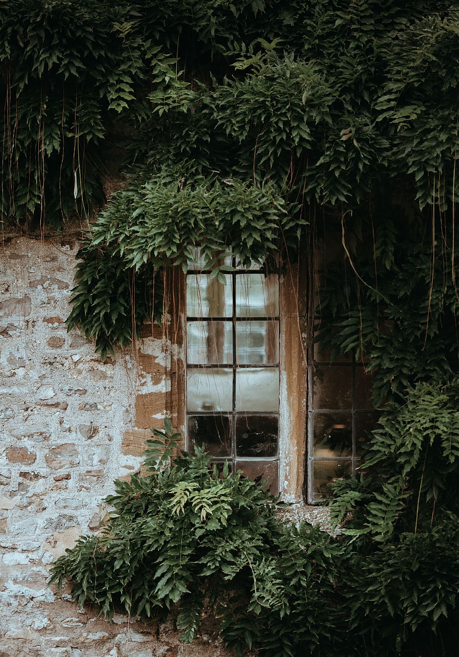forde abbey, concret, edifici, porta multi-lite, envoltat, fulles, finestra, panell, vidre, marc, arbust, planta, full, verd, maó, paret, pedra, casa, jardí, arquitectura, creixement, arbre, color verd, naturalesa, estructura construïda, dia, cap gent, exterior de l'edifici, part de la planta, a l'aire lliure, heura, abandonat, funció de construcció de parets, 4K