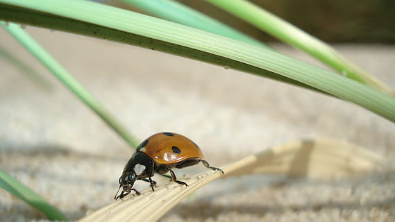 marieta, insecte, tancar, escarabat, naturalesa, sort, sort marieta, la senyoreta de set punts, macro, temes d'animals, invertebrat, animal, un animal, fauna animal, animals a la natura, primer pla, cap gent, planta, enfocament selectiu, dia, part de la planta, full, a l'aire lliure, zoologia, mol·lusc, centrar-se en primer pla, petit, 1080P, CC0, domini públic, lliure de regalies