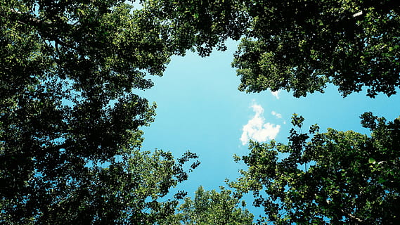 vista occhio di vermi, alberi, natura, nuvole, cielo, verde, blu, luce del sole, all'aperto, albero, sfondi, estate, pianta, crescita, Inquadratura dal basso, bellezza nella natura, la tranquillità, colore verde, nessuno, giorno, foresta, terra, scena tranquilla, ramo, scenics - natura, scena non urbana, baldacchino di albero, cima dell'albero, direttamente sotto, 720P, CC0, dominio pubblico, privo di copyright