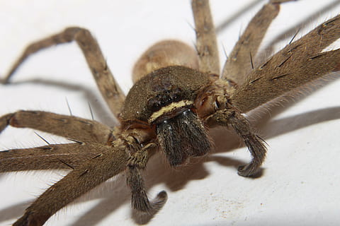fermer, photo, marron, araignée, insecte, arachnide, punaise, terrifiant, toxique, dangereux, effrayant, insectes, phobie, arachnophobie, Halloween, danger, macro, horreur, animal, poison, faune, peur, thèmes animaux, un animal, invertébré, la faune des animaux, animaux à l'état sauvage, arthropode, partie du corps de l'animal, personne, patte d'animal, la nature, zoologie, membre, en plein air, journée, oeil d'animal, 4K, CC0, domaine public, libre de droits