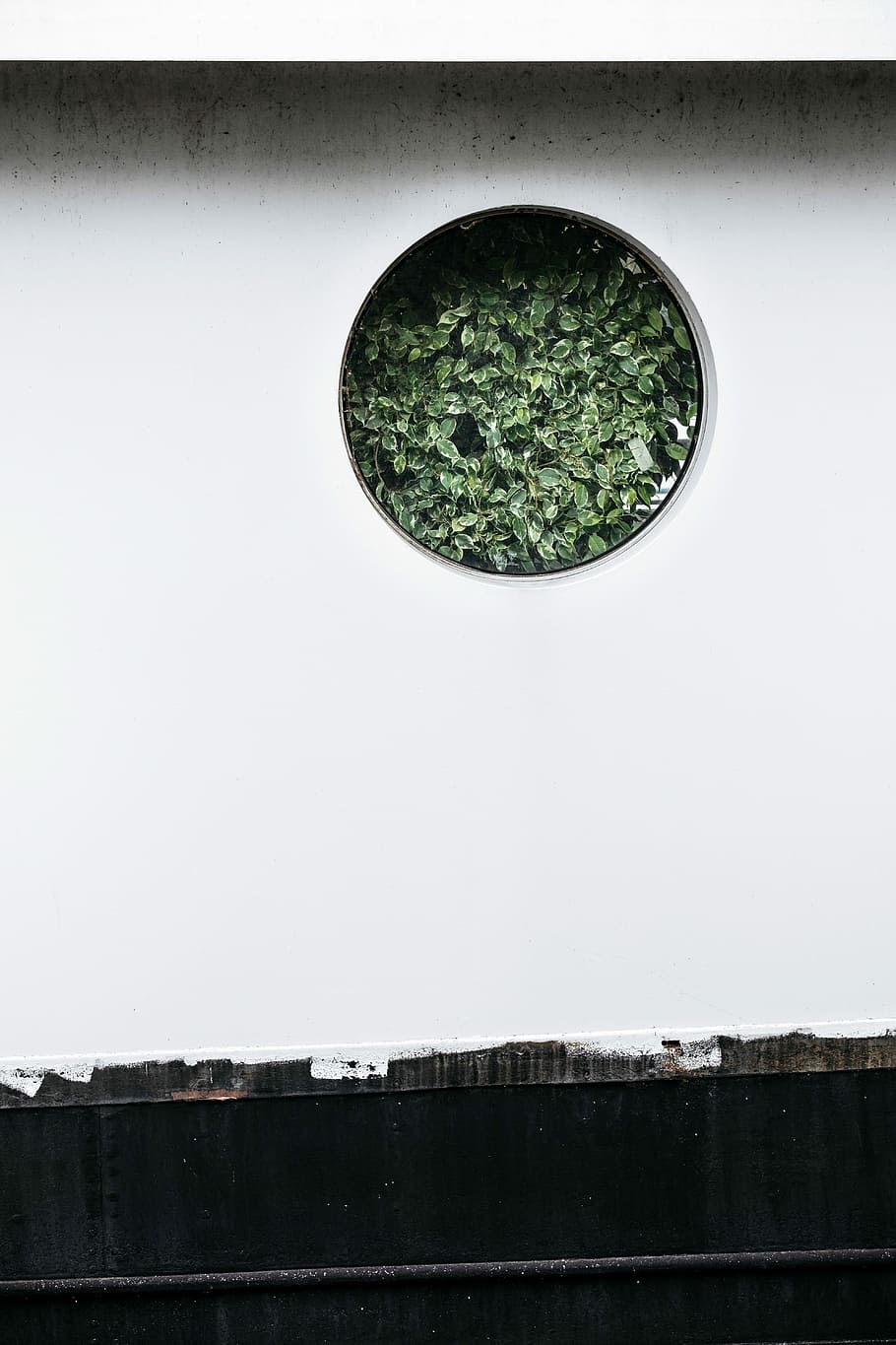 foto, bianca, ritaglio del muro, verde, leafed, pianta, superficie di cemento bianco, architettura, facciata, geometria, minimo, composizione, finestra, parete, muro bianco, albero, in crescita, piante dietro la finestra, geometrico, di base, forma di base, dietro la finestra, minimalismo, dipingere, colore verde, nessuno, caratteristica della parete, giorno, cielo, natura, all'aperto, copia spazio, forma geometrica, cerchio, forma, struttura costruita, cielo sereno, avvicinamento, inquinamento, 5K