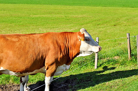 Kuh, Rindfleisch, Wiederkäuer, das Vieh, Vieh, paarhufer, Weide, Tier, Gras, Landwirtschaft, Milchkühe, Milchkuh, Viehzucht, Wiese, Natur, Tierwelt, Säugetier, inländisch, Haustiere, Tierthemen, Wirbeltier, Pflanze, Land, Feld, ein Tier, keine Leute, Hausrinder, Tag, Stehen, draußen, pflanzenfressend, 5K, CC0, gemeinfrei, lizenzfrei