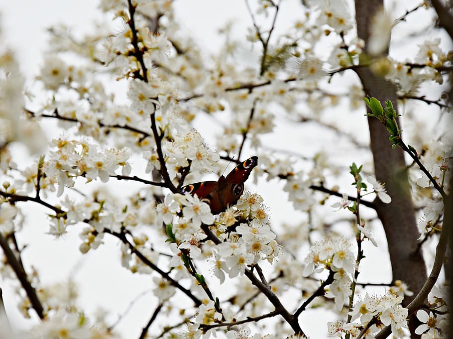 arbre, fulla, naturalesa, papallona, arbre, full, verd, plantes, jardí, ramita, primer pla, flor de cirerer, flor, branca, cirerer, planta, planta amb flors, un animal, primavera, temes d'animals, animals a la natura, bellesa a la natura, fauna animal, creixement, dia, animal, fragilitat, frescor, centrar-se en primer pla, cap gent, a l'aire lliure, 5K