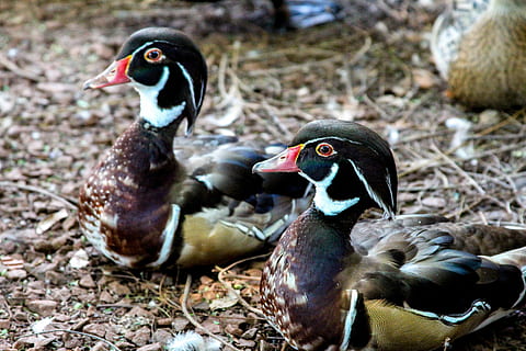 ördek, mallards, kuş, gölet, yüzme, mandalina, hayvan temaları, vahşi hayvanlar, gün, insansız, hayvan yaban hayatı, hayvan, hayvan grubu, omurgalı, iki hayvan, doğa, kümes hayvanları, su kuşu, genç hayvan, ön plana odaklanmak, alan, yeşilbaş ördek, açık havada, arazi, hayvan ailesi, 5K, CC0, kamu malı, telif ücretsiz