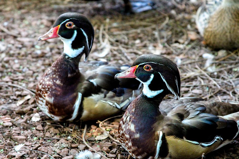 เป็ด, Mallards, นก, บ่อน้ำ, ว่ายน้ำ, มนตรี, ธีมสัตว์, สัตว์ในป่า, วัน, ไม่มีคน, สัตว์ป่า, สัตว์, กลุ่มสัตว์, มีกระดูกสันหลัง, สัตว์สองตัว, ธรรมชาติ, สัตว์ปีก, นกน้ำ, สัตว์เล็ก, มุ่งเน้นไปที่เบื้องหน้า, สนาม, เป็ดเป็ด, กลางแจ้ง, ที่ดิน, ตระกูลสัตว์, 5K