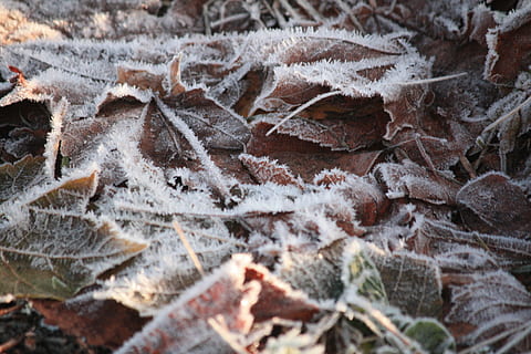 gelades, fulles, hivern, fred, temporada, planta, natural, al matí, temps, ze, cristall, a l'aire lliure, blanc, congelat, gelat, marró, desembre, marc complet, fons, cap gent, temperatura de fred, textura, full, part de la planta, neu, primer pla, naturalesa, gel, dia, bellesa a la natura, enfocament selectiu, creixement, canvi, 4K, CC0, domini públic, lliure de regalies