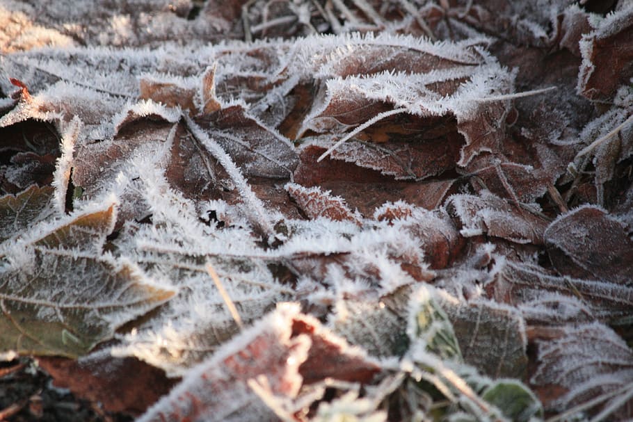 gelades, fulles, hivern, fred, temporada, planta, natural, al matí, temps, ze, cristall, a l'aire lliure, blanc, congelat, gelat, marró, desembre, marc complet, fons, cap gent, temperatura de fred, textura, full, part de la planta, neu, primer pla, naturalesa, gel, dia, bellesa a la natura, enfocament selectiu, creixement, canvi, 4K