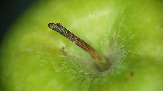 groene appel, fruit, groen, appel, één dier, dierlijke thema's, dieren in het wild, groene kleur, insect, dag, dierenleven, selectieve aandacht, detailopname, dier, geen mensen, ongewerveld, natuur, blad, deel van de plant, fabriek, buitenshuis, reptiel, dierlijke lichaamsdeel, gewerveld, 5K, CC0, publiek domein, royaltyvrij