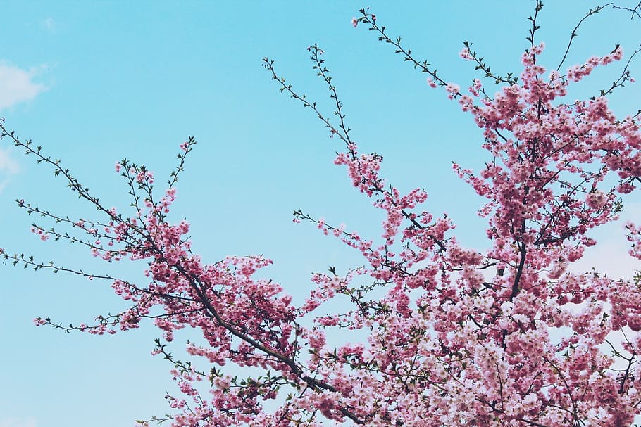 Kirschbaum, Kirschblüte, Blumen, Kirsche, Baum, Frühling, Blätter, Garten, Rosa, blühen, Natur, Geäst, blühender Zweig, obstblueten, Himmel, pinke Farbe, Blume, Ast, Blütenkopf, Pflanze, Blütenblatt, Blau, Japan, draußen, Jahreszeit, Schönheit in der Natur, Flachwinkelansicht, blühende Pflanze, Wachstum, Frische, Zerbrechlichkeit, Tag, Verletzlichkeit, keine Leute, klarer Himmel, 1080P