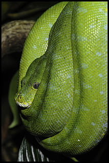 grøn slange, Zoo, slange, grøn træ python, dyr verden, krybdyr, tæt, dyr, grøn, toksisk, væsen, et dyr, dyreliv, dyre temaer, grøn farve, dyr i naturen, tæt på, ingen mennesker, hvirveldyr, dyr kropsdel, fokus på forgrunden, dag, natur, dyr hoved, udendørs, mad og drikke, naturligt mønster, dyre skala, 2K, CC0, offentligt domæne, royaltyfrie