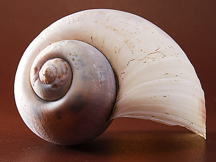 tæt på, hvid, skal, snegl shell, Brun, tæt, mad, mad og drikke, sund kost, velvære, friskhed, ingen mennesker, stilleben, indendørs, rå fødevarer, studio skud, dyr, bord, farvet baggrund, enkelt objekt, dyreliv, grøntsag, hvid farve, marine, 4K, CC0, offentligt domæne, royaltyfrie