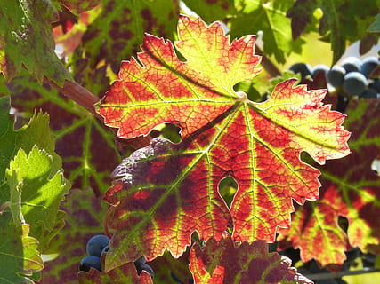 vin, rødt blad, efterår, blad, vinblad, Priorat, natur, sæson, plante, rød, udendørs, gul, tæt på, multi farvet, baggrunde, dag, plante del, vækst, lave om, fokus på forgrunden, skønhed i naturen, ingen mennesker, træ, frugt, grøn farve, bladvenen, blade, sollys, mad, ahorn blad, 4K, CC0, offentligt domæne, royaltyfrie