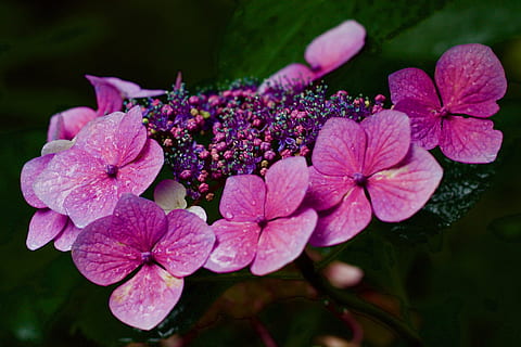 hydrangea, hydrangea aspera, lacecap, pink, petal, flower, rainy day, wet, purple, flowering plant, freshness, plant, beauty in nature, fragility, vulnerability, pink color, inflorescence, flower head, close-up, growth, nature, outdoors, no people, day, focus on foreground, pollen, bunch of flowers, lilac, 2K, CC0, public domain, royalty free
