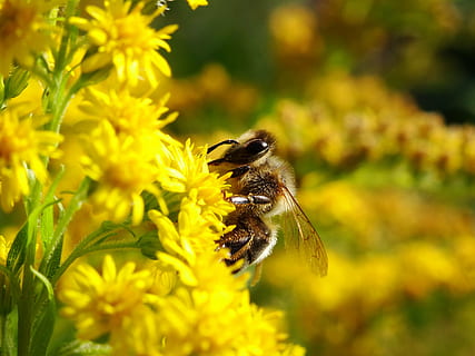 Biene, Fehler, Bienen, Blumen, Natur, Insekten, Hummel, Blume, Gelb, Garten, Honig, Bienenstock, Insekten Hotel, bestäuben, Bienenwabe, Tierthemen, Tier, ein Tier, wirbellos, Tiere in freier Wildbahn, Insekt, blühende Pflanze, Tierwelt, Zerbrechlichkeit, Blütenblatt, Verletzlichkeit, Pflanze, Frische, Schönheit in der Natur, Blütenkopf, Wachstum, Bestäubung, Nahansicht, keine Leute, draußen, 5K, CC0, gemeinfrei, lizenzfrei