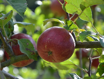 Äpfel, Apfel, roter Apfel, Obstbaum, Obstgarten, Natur, Obst, gesundes Essen, Essen und Trinken, Lebensmittel, Blatt, Wachstum, Pflanze, Pflanzenteil, Frische, Wohlbefinden, Nahansicht, Landwirtschaft, Baum, Fokus auf den Vordergrund, keine Leute, grüne Farbe, Tag, Schönheit in der Natur, reif, draußen, Plantage, 4K, CC0, gemeinfrei, lizenzfrei