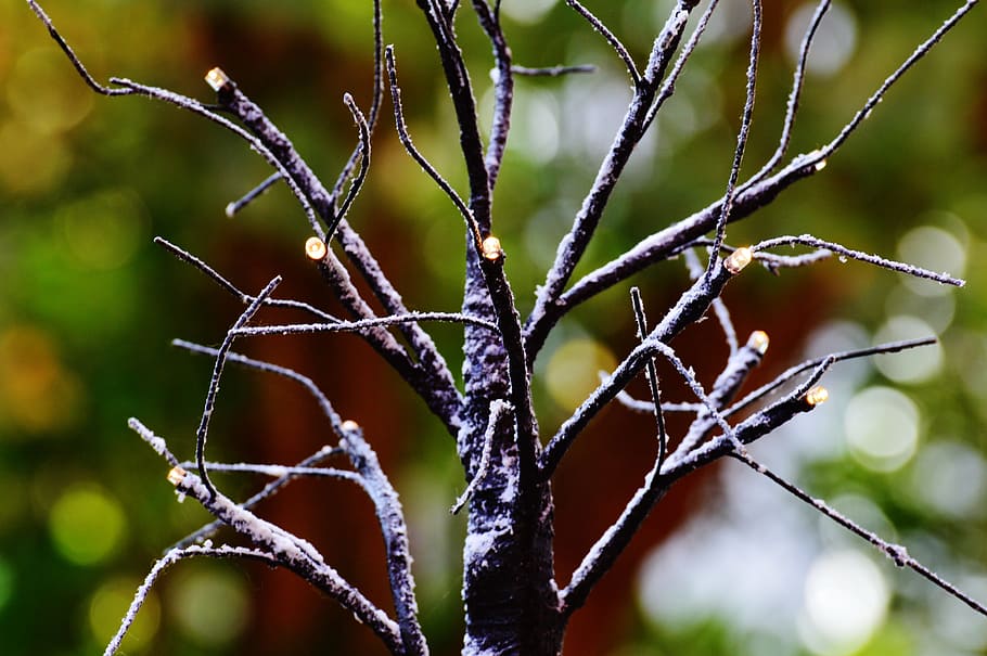 arbre, estètic, hivern, neu, il·luminació, deco, branques, naturalesa, planta, branca, primer pla, a l'aire lliure, full, macro, bosc, cap gent, dia, centrar-se en primer pla, bellesa a la natura, creixement, humit, enfocament selectiu, tirar, tranquil·litat, aigua, frescor, tija de la planta, pluja, gota de pluja, 4K