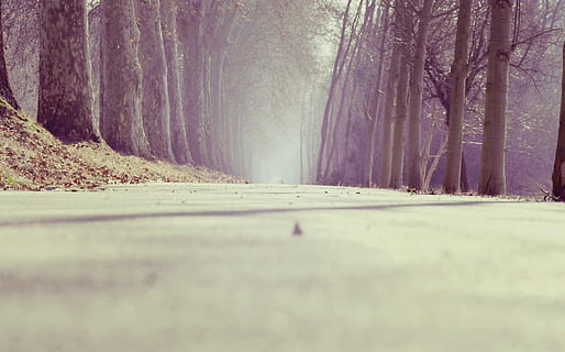 photo, pathway, surrounded, trees, daytime, grey, concrete, road, side, snow, covered, path, tree, nature, outdoors, forest, landscape, winter, rural Scene, no People, scenics, cold - Temperature, non-Urban Scene, tree trunk, tranquility, beauty in nature, plant, land, tranquil scene, trunk, scenics - nature, woodland, day, transportation, environment, the way forward, pine woodland, surface level, coniferous tree, 1080P, CC0, public domain, royalty free