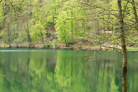 llac, arbre, arbres, duplicació, reflexions, aigua, superfície, primavera, paisatge, naturalesa, caminada, senderisme, camí forestal, ruta, bosc, verd, fulles, arbre caducifoli, brillant, planta, tranquil·litat, bellesa a la natura, escena tranquil·la, reflexió, color verd, escenics - natura, terra, creixement, cap gent, escena no urbana, dia, tronc, idíl·lic, a l'aire lliure, arbre de coníferes, pi, bosc de pi, selva tropical, 4K, CC0, domini públic, lliure de regalies