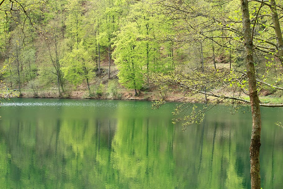 llac, arbre, arbres, duplicació, reflexions, aigua, superfície, primavera, paisatge, naturalesa, caminada, senderisme, camí forestal, ruta, bosc, verd, fulles, arbre caducifoli, brillant, planta, tranquil·litat, bellesa a la natura, escena tranquil·la, reflexió, color verd, escenics - natura, terra, creixement, cap gent, escena no urbana, dia, tronc, idíl·lic, a l'aire lliure, arbre de coníferes, pi, bosc de pi, selva tropical, 4K