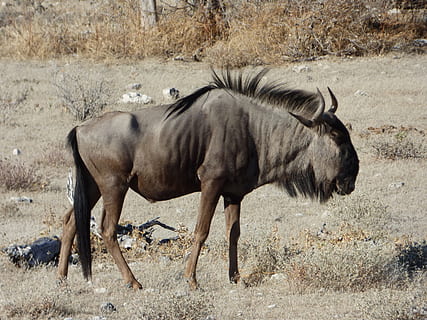 dzikiej przyrody, gnu, Namibia, tematy zwierzęce, zwierzę, zwierzęca przyroda, ssak, zwierzęta na wolności, wylądować, kręgowiec, jedno zwierzę, pole, dzień, żadnych ludzi, Natura, zwierzęta domowe, pełna długość, widok z boku, roślinożerny, trawa, na stojąco, roślina, na dworze, 2K, CC0, domena publiczna, darmowe zdjęcia
