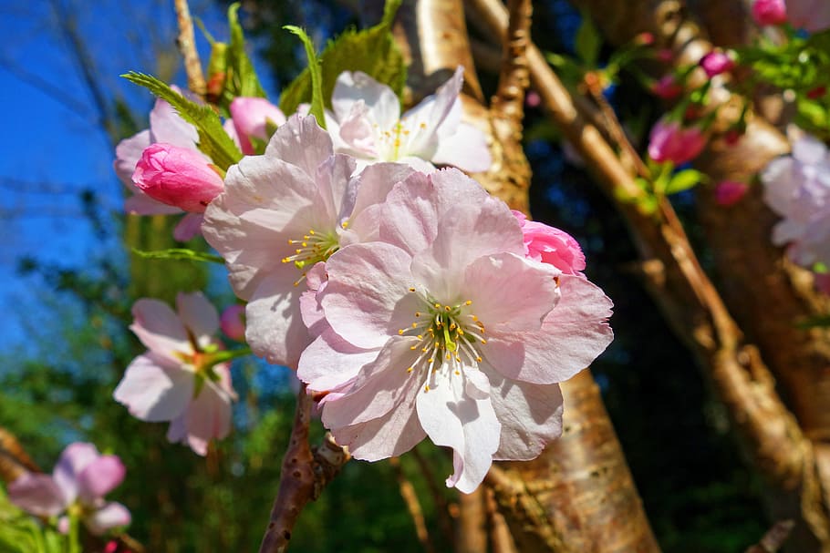 selectiu, foto del focus, flors de pètals roses i blanques, flor de cirerer, flor, arbre, cirerer, sakura, japonès, floració de primavera, temps de primavera, fresc, abril, planta amb flors, planta, frescor, fragilitat, bellesa a la natura, vulnerabilitat, pètal, color rosa, primer pla, inflorescència, creixement, cap de flor, centrar-se en primer pla, naturalesa, cap gent, botànica, pol·len, primavera, a l'aire lliure, 5K