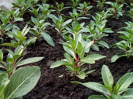Tree, Sapling, Cultivating, Soil, Plant, growth, plant a garden, garden, ground, green, the, refreshing, agriculture, leaf, farm, crop, vegetable, plant part, field, land, green color, nature, beauty in nature, no people, food and drink, high angle view, botany, food, day, freshness, landscape, dirt, plantation, gardening, 2K, CC0, public domain, royalty free