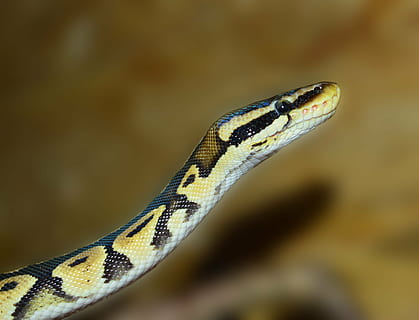 close, brown, black, snake, python, ball python, animal, scale, beauty, reptile, python regius, pastel, africa, constrictor, exotic, non toxic, ballpyhton, terraristik, golden, wildlife, nature, poisonous, animal themes, animal wildlife, one animal, animals in the wild, close-up, animal body part, vertebrate, animal head, focus on foreground, sign, no people, warning sign, day, communication, outdoors, animal scale, animal tongue, animal mouth, mouth open, animal eye, 4K, CC0, public domain, royalty free