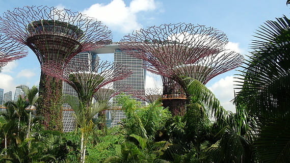 foto, Marina Bay Sands, hora del dia, dia, temps, Palmera, llocs de viatges, arquitectura, arquitectura i edificis, cel, arbre, clima tropical, destinacions de viatge, estructura construïda, exterior de l'edifici, a l'aire lliure, núvol - cel, cap gent, planta, modern, naturalesa, creixement, edifici, vista d’angle baix, ciutat, exterior d’edifici d’oficines, full, gratacels, fulla de palma, palmera de coco, 1080P, CC0, domini públic, lliure de regalies