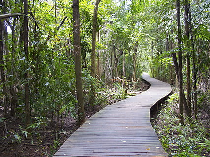 Pyinoolwin, Vegetation, Landscape, Path, nature, burma, forest, tree, footpath, bridge - man made structure, outdoors, plant, direction, the way forward, land, growth, tranquility, beauty in nature, boardwalk, green color, tranquil scene, day, non-urban scene, no people, scenics - nature, woodland, diminishing perspective, bamboo - plant, 2K, CC0, public domain, royalty free
