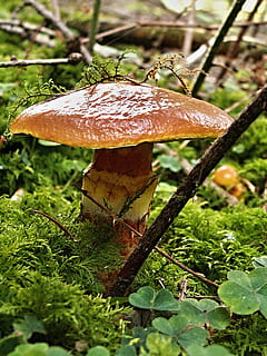 talco dapper, fungo, macro, grama, seco, por do sol, musgo, repolho de coelho, floresta, natureza, outono, cogumelo, plantar, fechar-se, boné, temporada, folha, ao ar livre, crescimento, Comida, vegetal, terra, ninguém, dia, comida e bebida, parte da planta, foco seletivo, beleza na natureza, árvore, campo, orvalho, 1080P, CC0, domínio público, royalty free