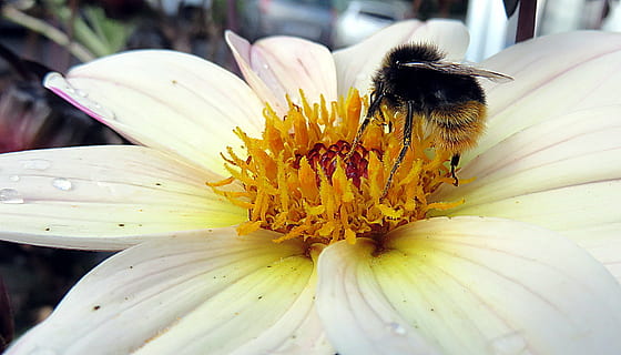 แมลง, ผึ้ง, ดอกไม้, การผสมเกสรดอกไม้, อาหารสัตว์, แมโคร, pollinator, ธรรมชาติ, สีเหลือง, ฤดูร้อน, เรณู, ปลูก, ใกล้ชิด, ไม้ดอก, ธีมสัตว์, สัตว์, ความงามในธรรมชาติ, หัวดอกไม้, ความสด, สัตว์หนึ่งตัว, สัตว์ป่า, กลีบดอกไม้, ความบอบบาง, สัตว์ที่ไม่มีกระดูกสันหลัง, สัตว์ในป่า, ความอ่อนแอ, การเจริญเติบโต, ไม่มีคน, กลางแจ้ง, ฤดูใบไม้ผลิ, 2K, CC0, โดเมนสาธารณะ, ค่าลิขสิทธิ์ฟรี