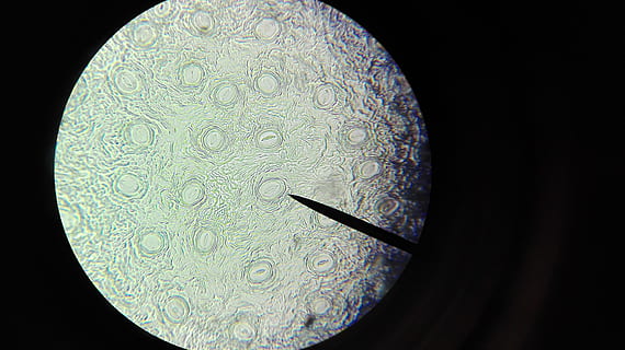 microscope, cell, examine, explore, black background, close-up, circle, no people, indoors, geometric shape, science, shape, studio shot, healthcare and medicine, magnification, nature, drop, extreme close-up, biology, optical instrument, night, research, laboratory equipment, silver colored, 4K, CC0, public domain, royalty free