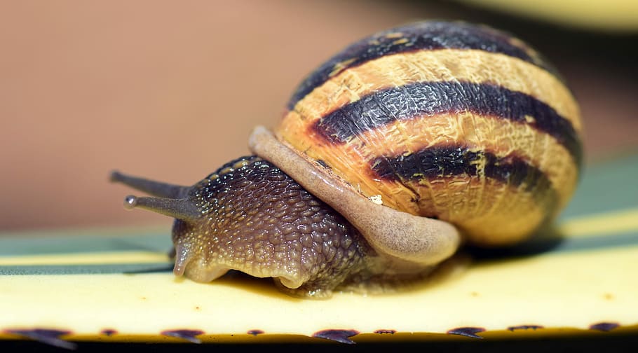 cargol, closca, tancar, naturalesa, rèptil, cargol, shell, espiral, closca de cargol, macro, mol·lusc, cactus, picada, cargol i espigues, gatejar, comestible, cargol comestible, un animal, temes d'animals, animals a la natura, primer pla, fauna animal, cap gent, animal, gasteròpode, invertebrat, closca d’animals, part del cos dels animals, enfocament selectiu, avorriment, antena animal, rastreig, menjar, menjar francès, marí, 5K
