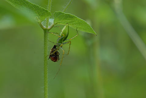 spider devouring, insect, pins, predator, invertebrate, animal themes, animals in the wild, animal wildlife, animal, one animal, leaf, plant part, green color, plant, close-up, nature, day, no people, focus on foreground, growth, spider, beetle, outdoors, animal leg, web, 4K, CC0, public domain, royalty free