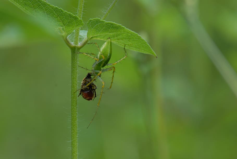 aranya devorant, insecte, pins, depredador, invertebrat, temes d'animals, animals a la natura, fauna animal, animal, un animal, full, part de la planta, color verd, planta, primer pla, naturalesa, dia, cap gent, centrar-se en primer pla, creixement, aranya, escarabat, a l'aire lliure, cames d’animal, web, 4K