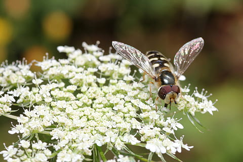 albină, aripă, presăra, insectă, natură, inflori, a inflori, floare, polen, închide, macro, plantă, vară, primăvară, nectar, polenizare, albina, colectarea, insectă macro, flori albe, flori natura, frumos, animale tematice, nevertebrat, animal, planta cu flori, animale sălbatice, frumusețe în natură, animal aripă, animale în sălbăticie, un animal, prospeţime, fragilitate, fluture - insectă, vulnerabilitate, creştere, a închide, nici o persoana, cap de floare, 4K, CC0, domeniu public, fără drepturi de autor