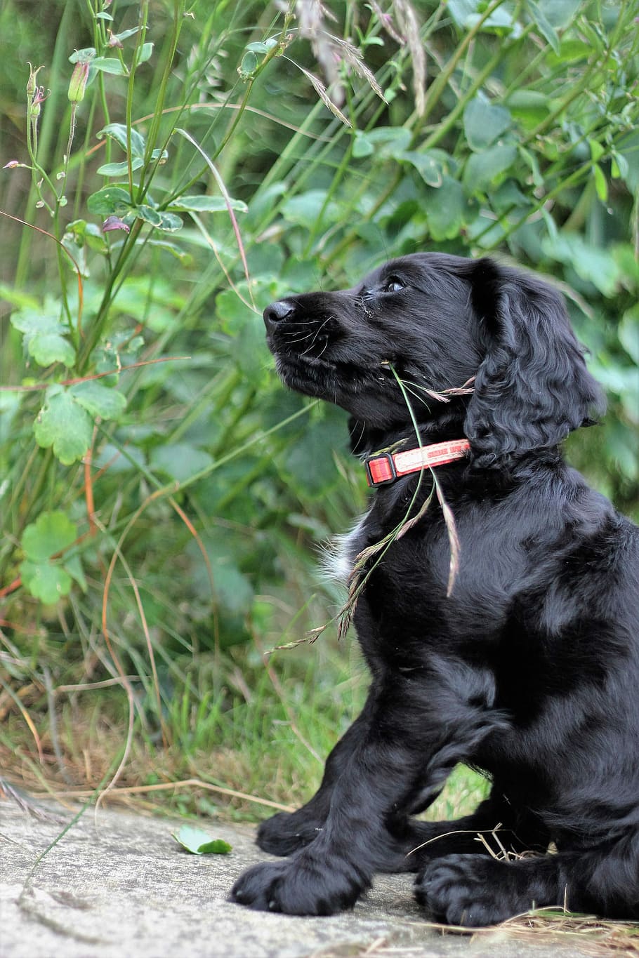 Cocker spaniel, cane, animale domestico, spaniel, cocker, carina, cucciolo, di razza, animale, adorabile, domestico, pedigree, cagnetto, giovane, pelliccia, poco, leale, contento, peloso, amichevole, divertente, espressione, animali domestici, un animale, colore nero, seduta, mammifero, temi animali, canino, vertebrato, nessuno, pianta, natura, giorno, concentrarsi sulle conoscenze acquisite, guardando lontano, terra, colore verde, all'aperto, 5K
