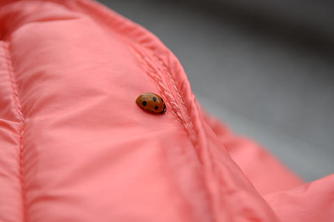 coccinella, giacca, dettaglio, insetto, nessuno, colore rosa, avvicinamento, seta, giorno, in casa, un animale, invertebrato, animale, temi animali, rosso, fauna selvatica, scarafaggio, messa a fuoco selettiva, tessile, animali allo stato selvatico, parte del corpo animale, 4K, CC0, dominio pubblico, privo di copyright