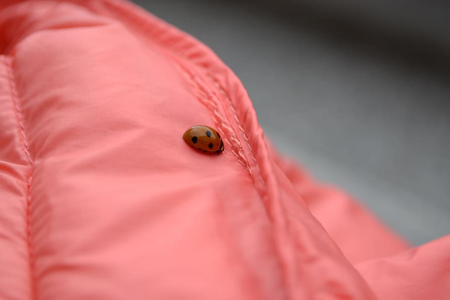 coccinella, giacca, dettaglio, insetto, nessuno, colore rosa, avvicinamento, seta, giorno, in casa, un animale, invertebrato, animale, temi animali, rosso, fauna selvatica, scarafaggio, messa a fuoco selettiva, tessile, animali allo stato selvatico, parte del corpo animale, 4K