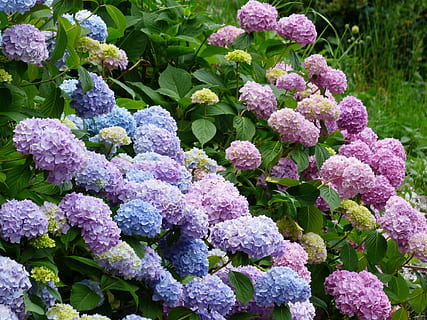 roz, Violet, floare, timpul zilei, hortensii, flori, albastru, tufiș, hortensie, inflori, a inflori, hortensie cu efect de seră, hydrangeaceae, arbust ornamental, hortensia macrophylla, stocul de stocuri, creştere, prospeţime, plantă, frumusețe în natură, natură, zi, planta cu flori, fragilitate, frunze, vulnerabilitate, parte a plantelor, nici o persoana, culoarea roz, a închide, liliac, Culoarea verde, în aer liber, cap de floare, buchet de flori, 4K, CC0, domeniu public, fără drepturi de autor