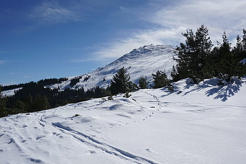 Vitosha, sofia, bulgarien, spids, sne, vinter, bjerg, frost, Skov, hvid, natur, landskab, kold, alpine, ski, sol, sport, lys, rezen, kold temperatur, himmel, sky - himmel, hvid farve, scenics, scenics - natur, skønhed i naturen, træ, plante, ikke-urbane scene, rolig scene, dag, ro, miljø, snedækket bjerg, ingen mennesker, bjergkæde, fyrretræ, bjergtop, nåletræ, 5K, CC0, offentligt domæne, royaltyfrie