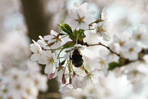 Hummel, Weiß, Insekt, schließen, blühen, Blume, Frühling, Bestäubung, frühlingsanfang, Garten, Biene, Tier, Pflanze, Natur, weiße Farbe, Ast, Wachstum, blühende Pflanze, Zerbrechlichkeit, Schönheit in der Natur, Frische, Verletzlichkeit, Nahansicht, Baum, Blütenblatt, Tiere in freier Wildbahn, Tierthemen, Tierwelt, Blütenkopf, ein Tier, Kirschblüte, keine Leute, Kirschbaum, draußen, Pollen, 2K, CC0, gemeinfrei, lizenzfrei