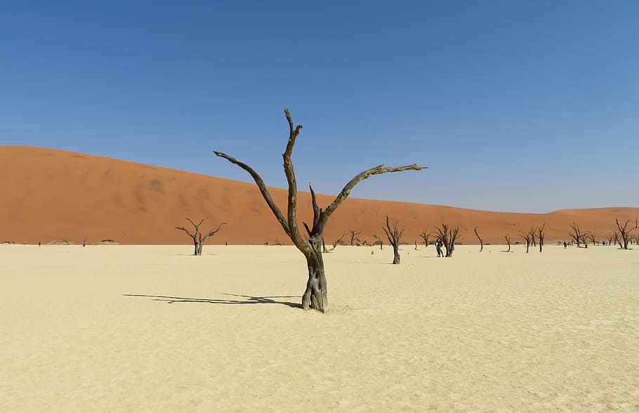 mort, vlei, namibia, desert, sal, arbre, dunes, namib, viatjar, Àfrica, paisatge, salar, fons, pantalla, exòtic, acàcia, medi ambient, cel, terra, clima, clima àrid, escenics - natura, escena tranquil·la, cel clar, sorra, tranquil·litat, duna de sorra, escena no urbana, cap gent, arbre nu, remot, bellesa a la natura, naturalesa, planta morta, a l'aire lliure, 4K